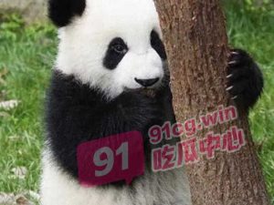 网红熊猫饲养员「发箍奶爸」 被曝睡粉至怀孕！ 西直门三太子翻墙出门为了看奶爸草粉？独家草粉视频流出！