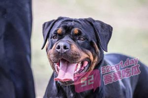 【被狗日了！】直播间狗狗在背后疯狂输出 女主播在镜头前默默享受狗跨人的刺激感！