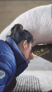 巨炸裂—淫荡少妇为美容养颜直接用口给猪取精！取精的方式果然异于常人！