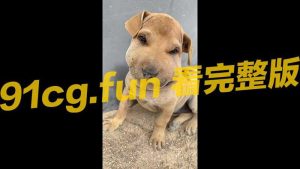 可爱的狗狗被蜜蜂叮到