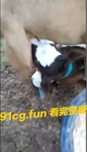 奶牛当这个是乳头了 #牛