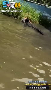 鳄鱼池惊魂！小伙脚被死咬 现场尖叫不断