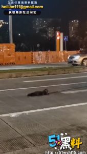 海南一辆宝马车拖行小猫致死！多名猫奴抗议车主被带进派出所