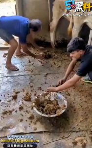 现拉现做印度传统美食牛粪牛排饼 印度人互相夺食