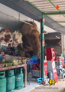 抢劫对象居然是大象 泰国一头大象闯入劫了饼干货架