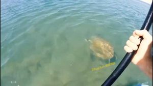 鲨鱼抓海龟 你救它，那你留下  #落水