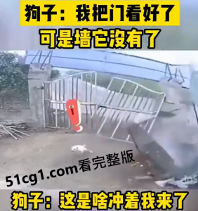 #狗子 #车祸  看门行，墙看不住啊