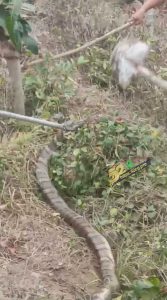 海南陵水县英州五合村 惊现两条巨型眼镜王蛇  咬死多名村民 众人合力制服 这蛇是真的大