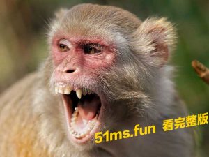 当人类跟猴子打架 谁会赢???