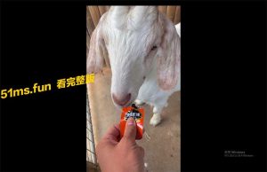 当羊吃了一生中只会吃一次的食物 笑的有多开心