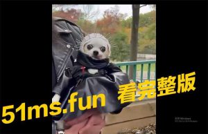 超吉摇滚 狗跟主人同一款哈哈