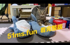 太可爱了吧 猫猫这举动真香 !