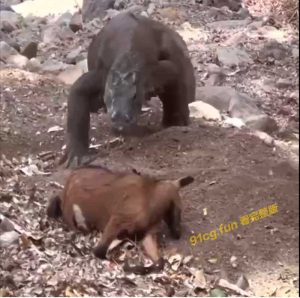 😱 科莫多 巨蜥 已经吞下了一只羊，但仍在努力寻找更多的猎物~