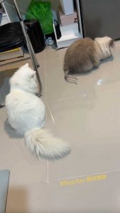 雄性秃？ 猫：怎么后面有点凉